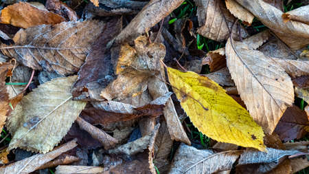 Fallen Autumn leaves on the groundの写真素材