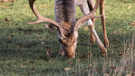 A tan deer with antlers grazing on grassの写真素材
