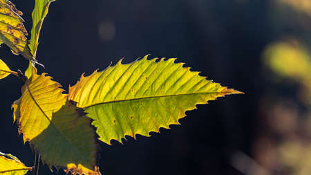 Green autumn leaf on a tree illuminated with sunlightの写真素材