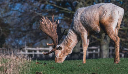 A tan deer with antlers grazing on grassの写真素材