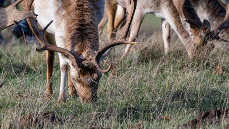 A tan deer with antlers grazing in parklandの写真素材
