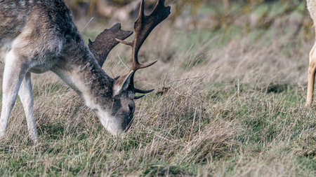 A grey deer with antlers grazing in parklandの写真素材