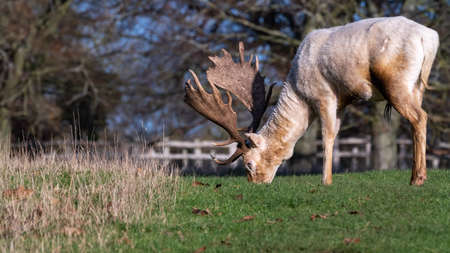 A tan deer with antlers grazing on grassの写真素材