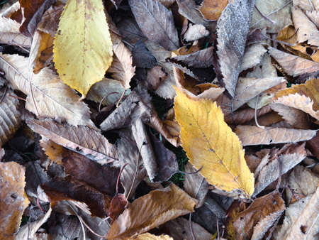 Fallen Autumn leaves on the groundの写真素材