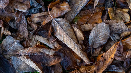 Frosty Autumn leaves on the groundの写真素材