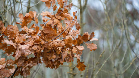 Autumn leaves on a tree