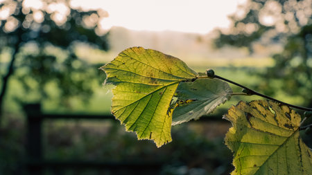 Green autumn leaf in focus in the countrysideの写真素材