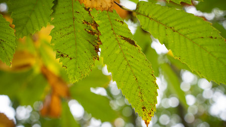 Close up of an Autumn leaf