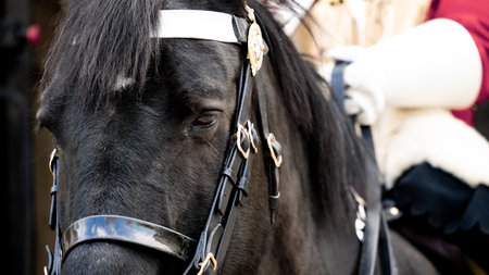 Close-up on a Royal Horse Guards horse on sentry dutyの写真素材