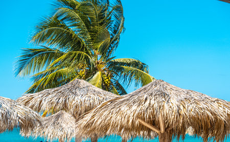 Palm trees on the beachの写真素材