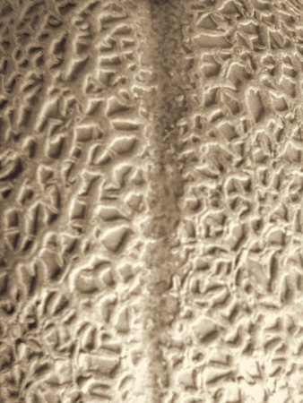 Rock melon Skinの写真素材