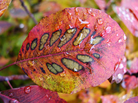 Detail of leaf with rain on it.の写真素材