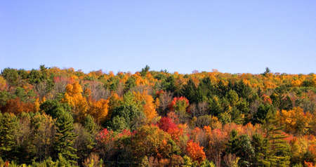 Autumn Treetopsの写真素材