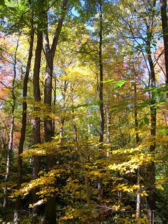 Inside the woods of Northeast USAの写真素材