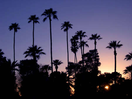 Palm trees at duskの写真素材