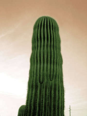 Arizona cactusの写真素材