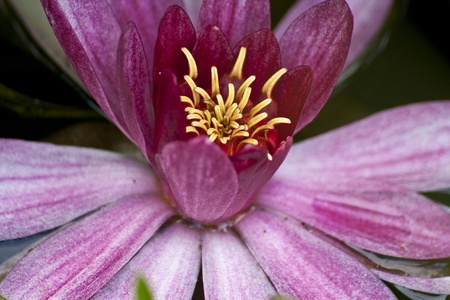 Water Lilyの写真素材