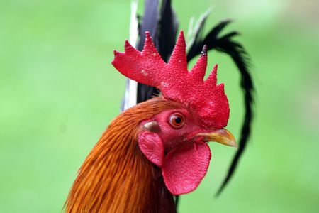 Colorful display of a rooster headの写真素材