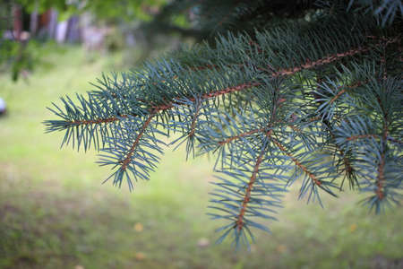 Birch woodpile, fire wood of birchの写真素材