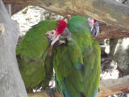 Military Macaw
