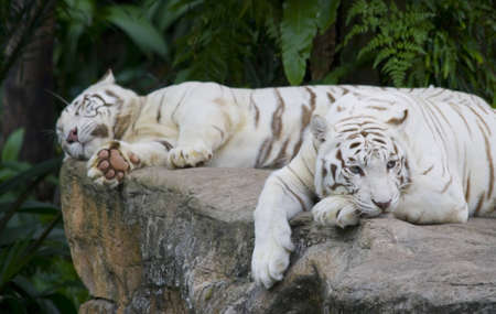 A tigress missing someoneの写真素材