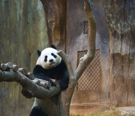 A panda getting a better view of the commotionの写真素材