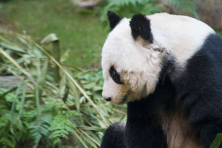 A panda content and resting after a meal.の写真素材