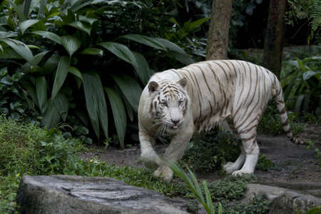 A hungry white tigress on the prowlの写真素材