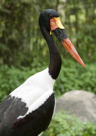 The tallest of the storks: Saddle billの写真素材