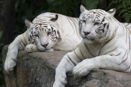 A pair of white tigers enjoying a peaceful dayの写真素材