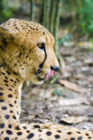 A hungry cheetah licks his lips in anticipation of a mealの写真素材