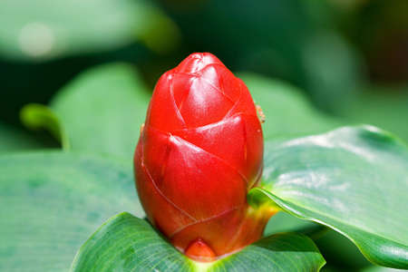 A macro shot of the egg shaped Heliconiaの写真素材