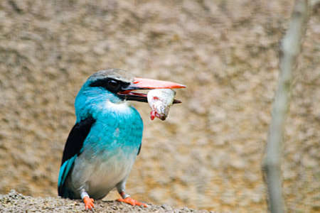 A Blue Breasted Kingfisher catches its' mealの写真素材