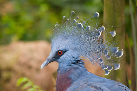 A light blue victoria crowned pigeon close upの写真素材