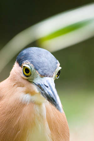 A heron stares intently at its' next mealの写真素材