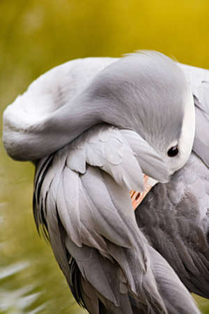 A blue crane takes time to preen itselfの写真素材