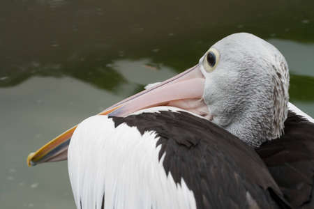 An Australian pelican looking over its' shoulderの写真素材