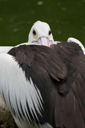 An Australian pelican watches its' backの写真素材