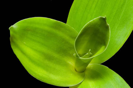 A new bamboo leaf is ready to greet the world
