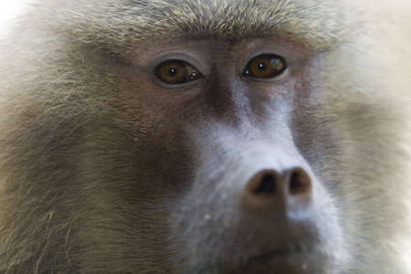 Looking in the eyes of a Hamadryas baboonの写真素材