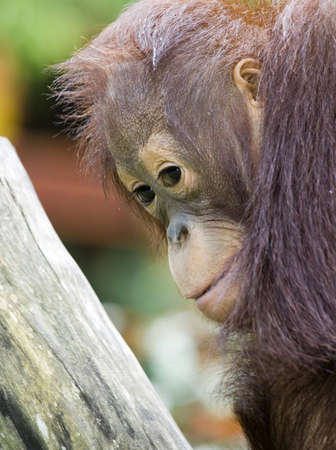 Baby sumatran orangutan peeks over its' mothers' shoulderの写真素材