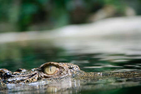 A hunting crocodile swims toward its' prey.の写真素材