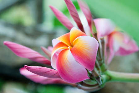 A closeup of a pink Plumeria also known as a Frangi Panniの写真素材