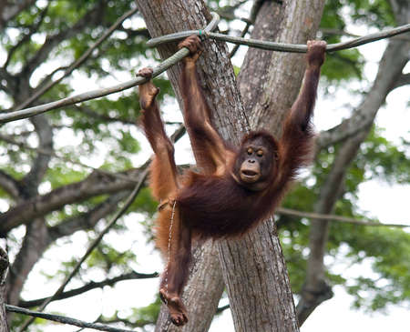 A juvenile orangutan has a surprise for the photo taking touristsの写真素材