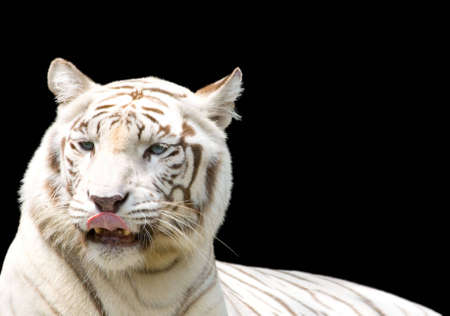 A tigress isolated on a black background contemplates her next mealの写真素材