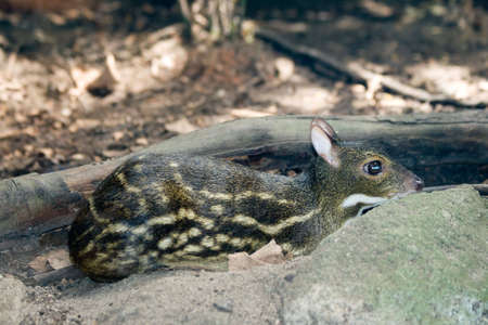A baby mouse deer finds a nice hiding spotの写真素材
