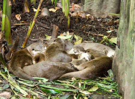 A group of giant otters take a mid afternoon napの写真素材