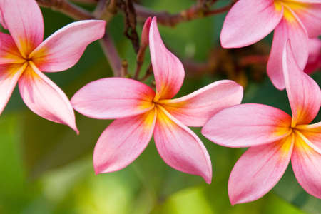 A sprig of Plumerias in full colorful bloomの写真素材