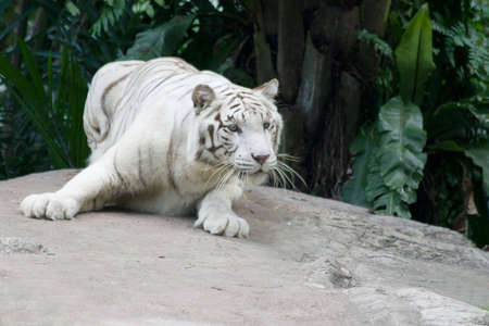 A tigress reacts to a small bird landing within reach.の写真素材