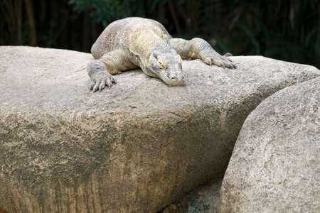 A Komodo dragon waits for its prey to come out.の写真素材